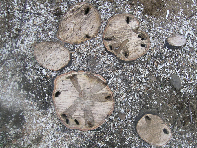 © Matteo Maspero Querschnitte von befallenem Holz mit Fraßgängen der Larve