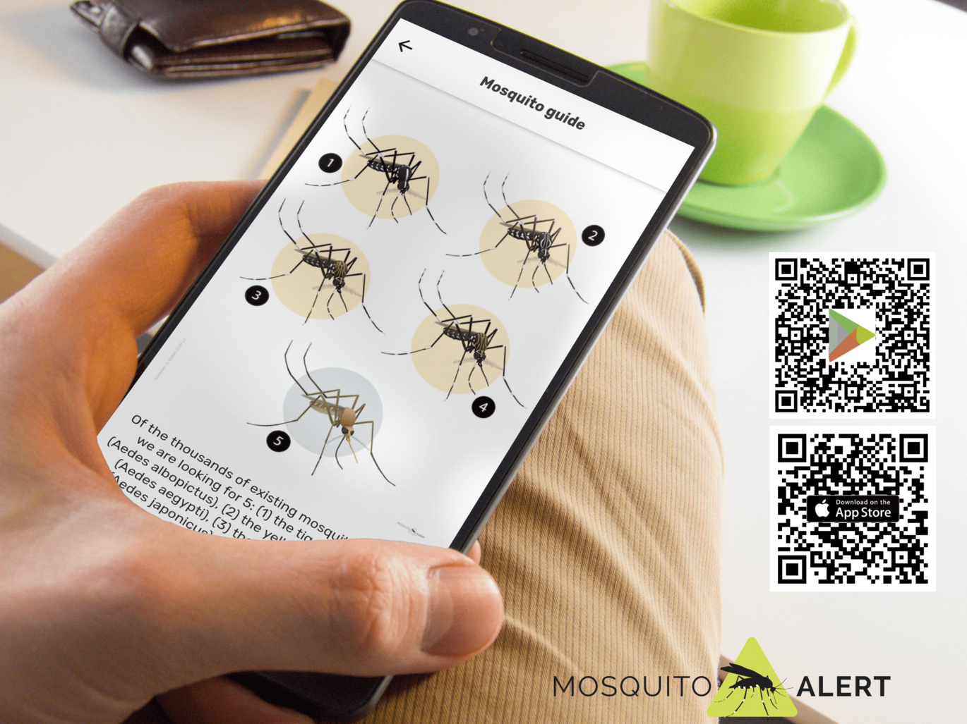Image from mosquitoalert.com